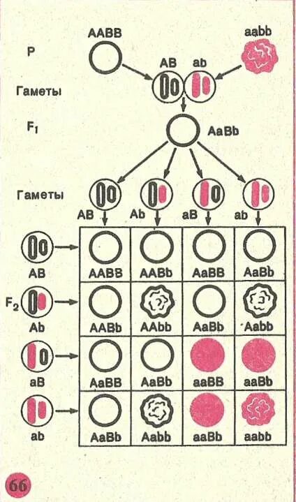 Генетика таблица скрещивания. AABB гаметы. Цитологические основы дигибридного скрещивания. Число гамет.