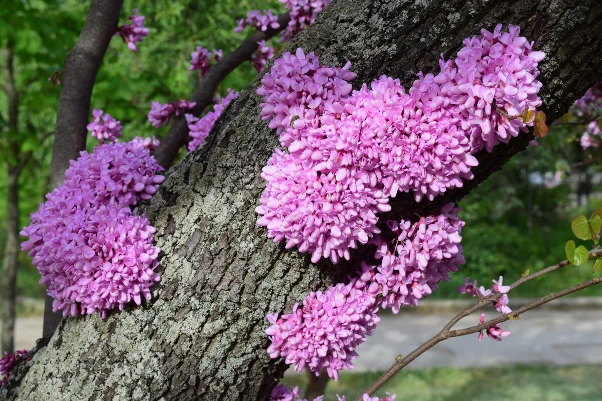 Церцис Иудино дерево. Иудино дерево (Cercis siliquastrum). Церцис канадский багряник. Церцис канадский багряник Иудино дерево. Церсис канадский