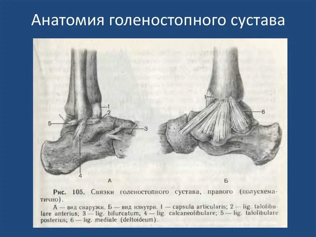 Связки голеностопного сустава анатомия. Голеностопный сустав анатомия строение связки. Капсульно-связочный аппарат голеностопного сустава. Сухожилия голеностопного сустава анатомия.