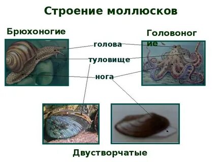 Брюхоногие головоногие