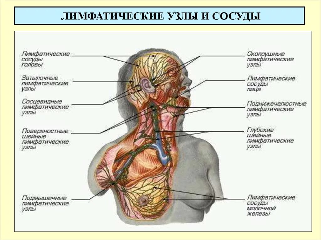 Лимфатическая система человека анатомия шеи. Анатомия лимфатической системы головы. Схема лимфатической системы головы. Лимфатические сосуды головы. Заглоточные лимфоузлы