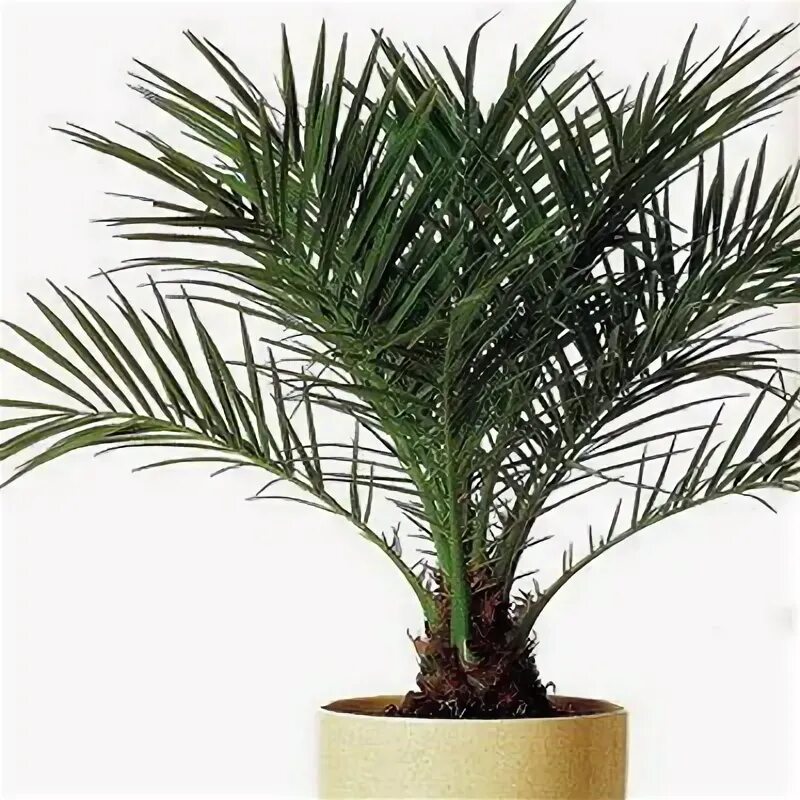 Пальма финик канарский. Финик луксор. Пальма финик канарский. Финик робелена. Пальма финик канарский луксор.