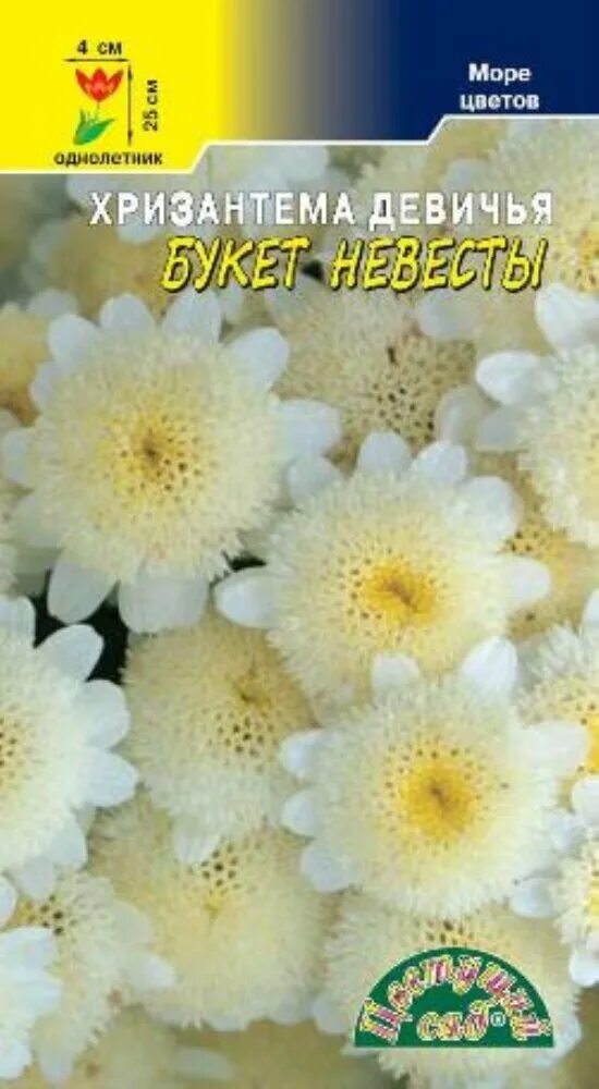 Хризантема голден бол девичья 0,05г. Матрикария пиретрум девичий. Хризантема девичья семена. Хризантема девичья семена. Хризантема (пижма) девичья сноу бол.