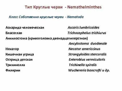 Систематическое положение червей