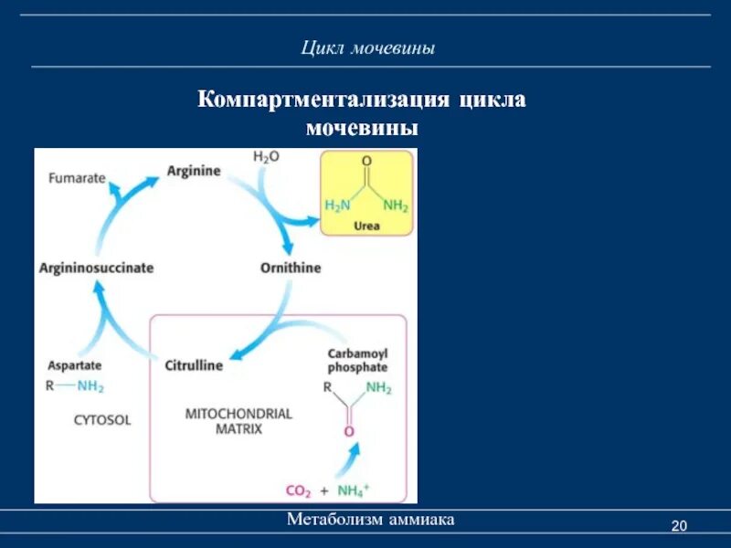 Цикл образования мочевины. Метаболизм аммиака в организме схема. Метаболизм мочевины. Цикл мочевины аммиак. Выводит мочевину