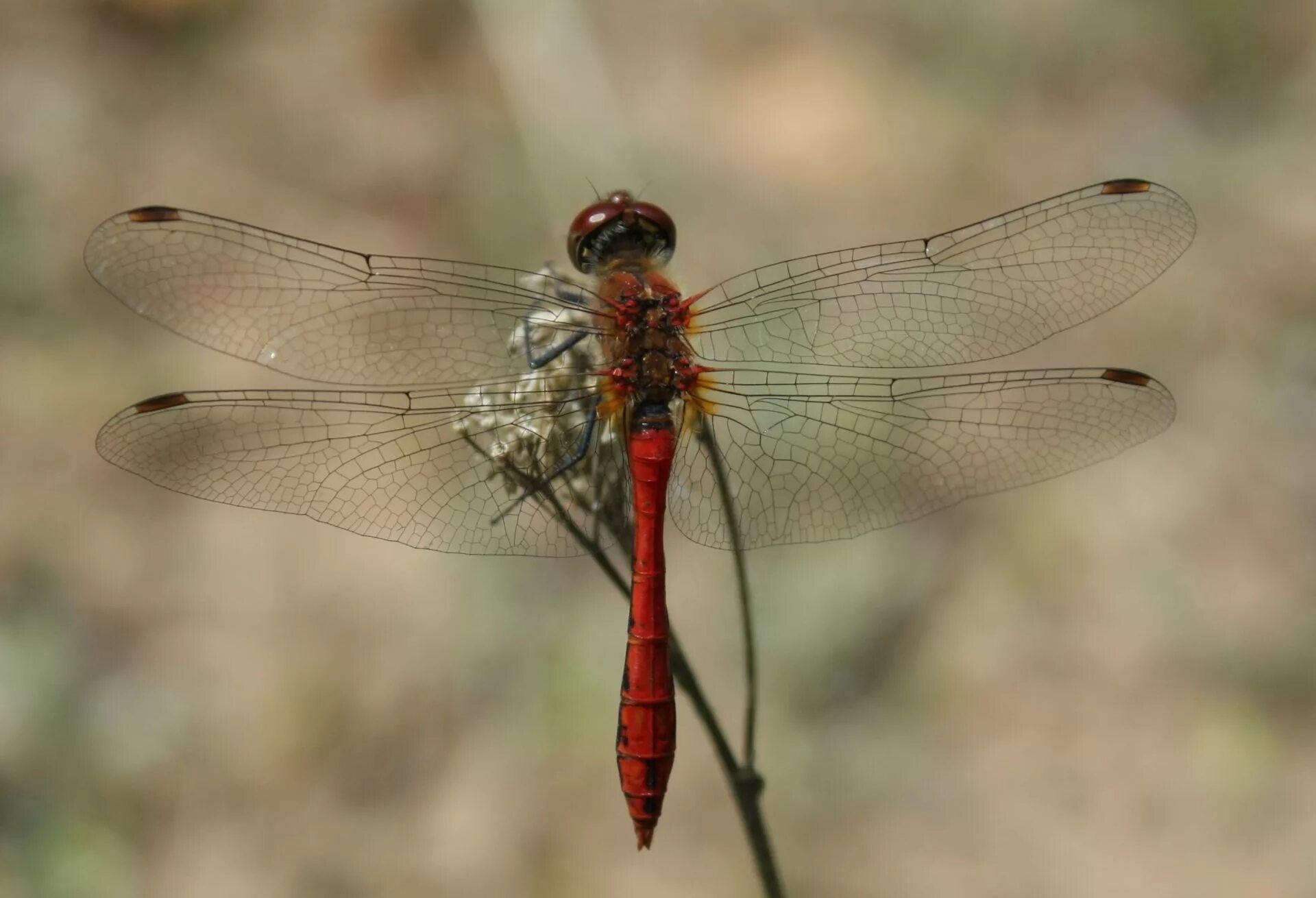 Раненая стрекоза. Стрекоза Симпетрум кроваво красный. Sympetrum sanguineum. Стрекоза кровяная Sympetrum sanguineum. Самка Sympetrum sanguineum.