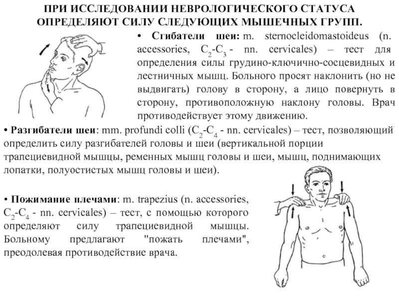 Лестничная мышца шеи упражнения. Тестирование лестничной мышцы. Методика неврологического исследования неврологического больного. Передняя лестничная мышца пальпация.