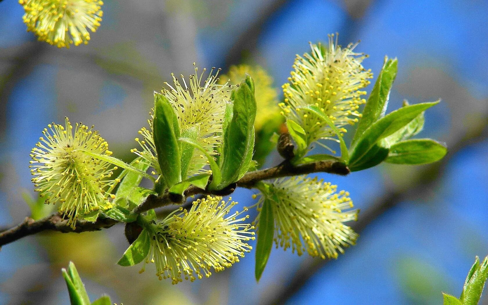 На деревьях распустились листья. Деревья весной. Липа распускание листочков. Первые листочки на деревьях. Распускание почек на деревьях весной.