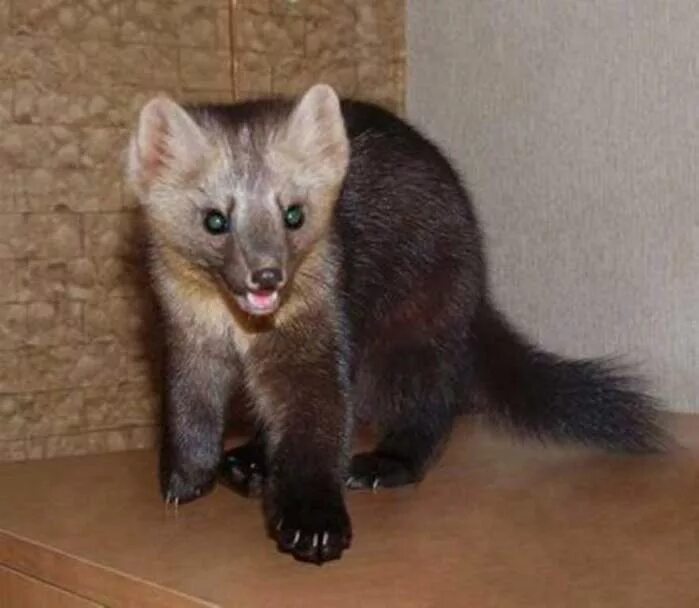 куница домашняя. сосновая куница. куница домашняя. соболь - martes zibellina. куница домашняя.