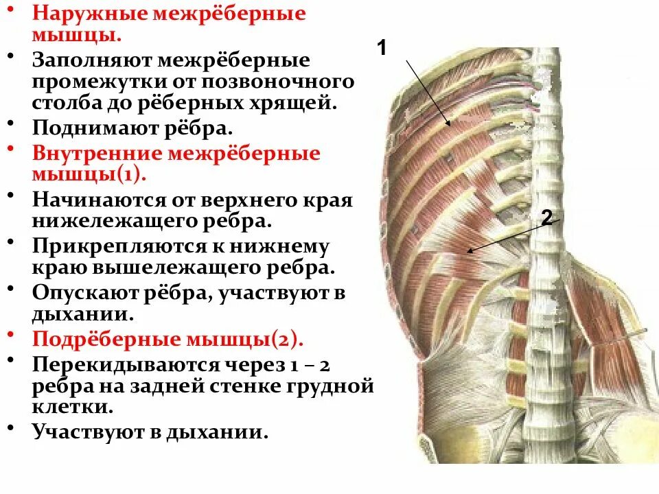 Межрёберная невралгия спереди ребра. Иннервация наружных межреберных мышц. Топография межреберных промежутков. Межреберные нервы топография.