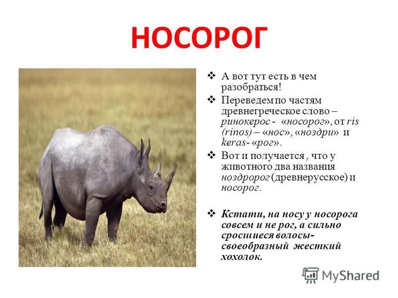 Носорог. Носорог для детей. Сообщение о носороге. Носорог презентация.