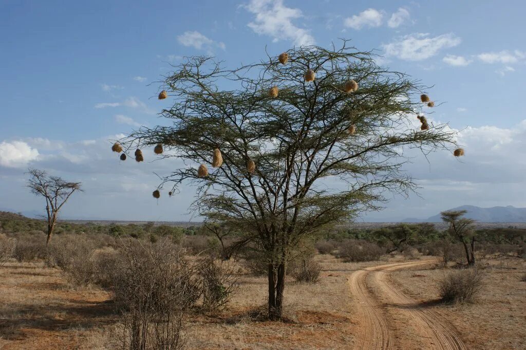 Африканская зонтичная Акация. Миомбо в Танзании. Акация Кения. Зонтичная Акация в Африке. Акация в какой природной зоне