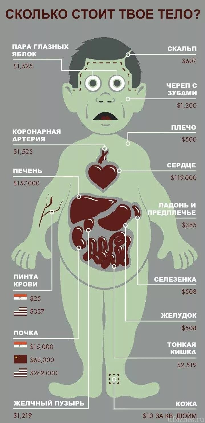 Сколько стоят органы человека. Колько сточт органы человека. Органы человека на черном рынке. Сколько стоит человек.