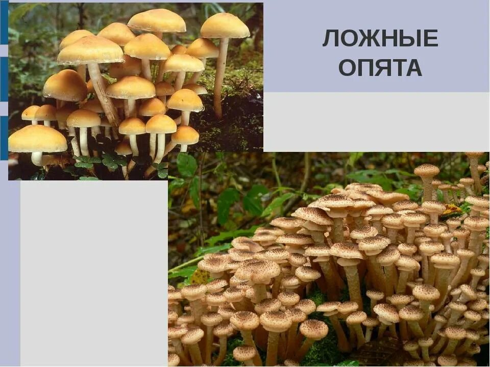 Опенок осенний отличия: найдено 72 изображений
