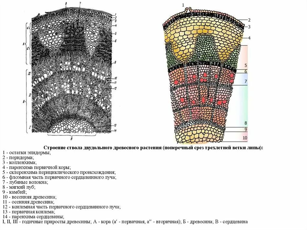 Поперечный срез стебля двудольного древесного растения. Строение стебля двудольного древесного растения. Строение древесного стебля липы. Многолетний стебель липы поперечный срез.