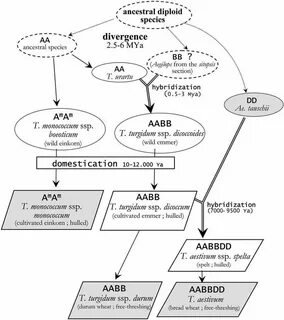 Schema version