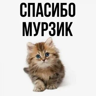 Кота зовут мурзик