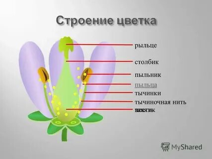 Пыльник рыльце