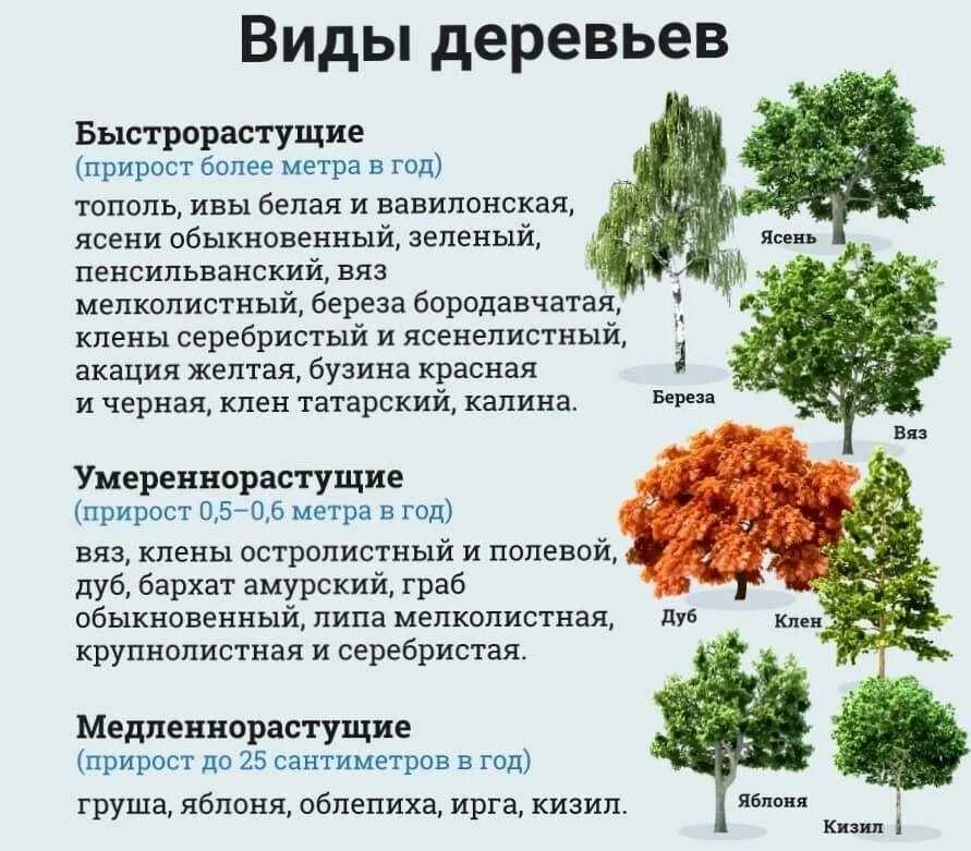 Сколько деревьев в москве. Прирост дерева. Быстрорастущие деревья таблица. Годовой прирост деревьев таблица. Средний годовой прирост деревьев.
