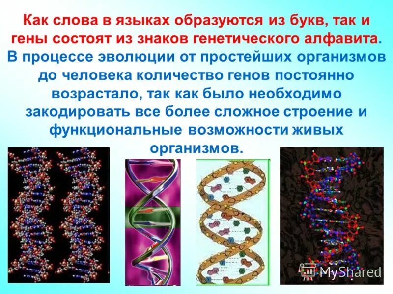 Количество генов. Геном человека состоит из. Из чего состоит геном человека. Кол-во генов у человека. Гены состоят из.