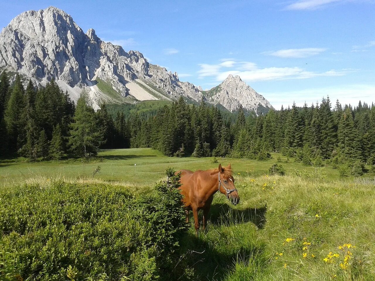 Лошадки в горах. Лошади в горах. Horse mounting. Horse mounting. Башкирские горы с лошадьми.