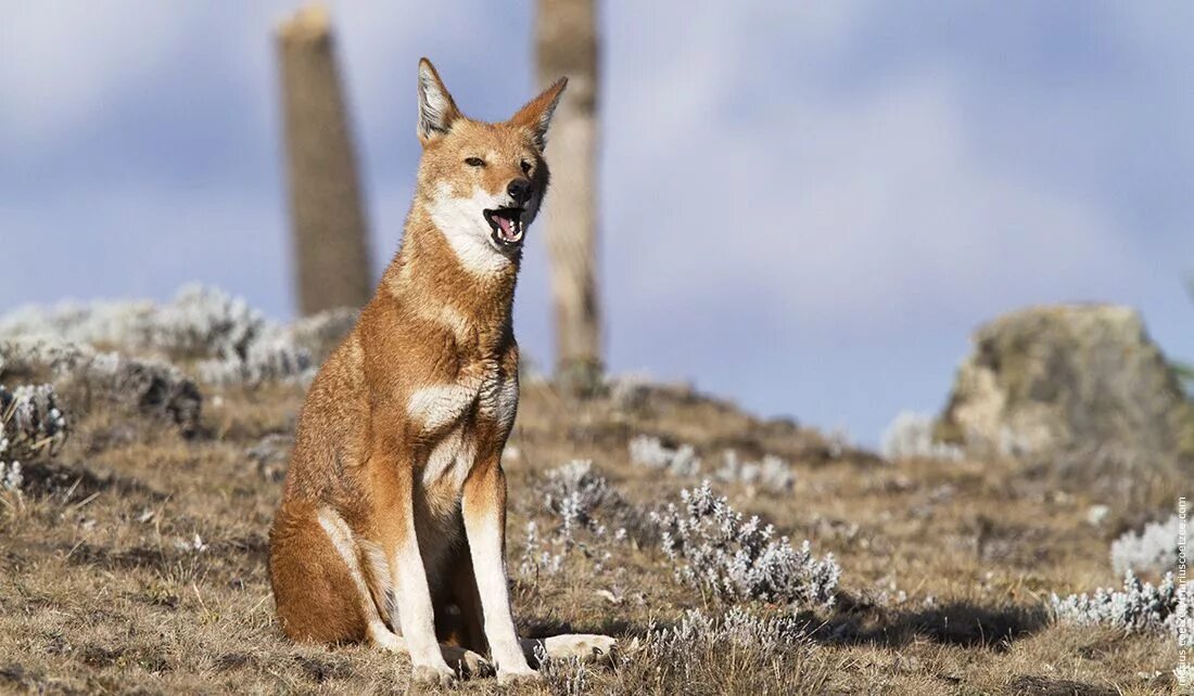Эфиопский шакал. Эфиопский шакал (canis simensis). эфиопский гривистый волк. canis simensis. абиссинский волк.