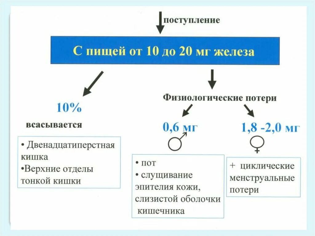 Физиологическая потеря железа у человека. Физиологические потери железа. Физиологические потери железа. Физиологические потери железа. Физиологические потери железа.