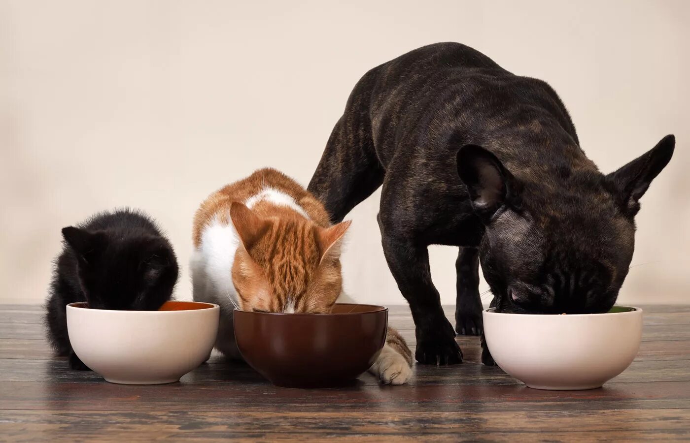 Pet можно ли. Кошки и собаки. Питание домашних животных. Еда для животных. Кормежка животных.