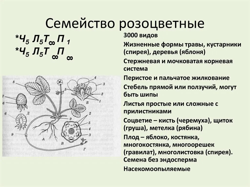 Формула цветка растений семейства розоцветные ответ. Розоцветные жизненные формы. Характеристика семейства Розоцветные. Семейство Розоцветные схема.