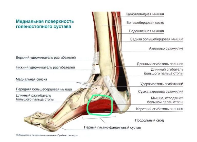 Причины боли внутренней стороны стопы. Гольностопсустав анатомия строение. Голеностопный сустав анатомия строение связки. Голеностопный сустав анатомия строение мышцы. Нога анатомия строение голеностопа.