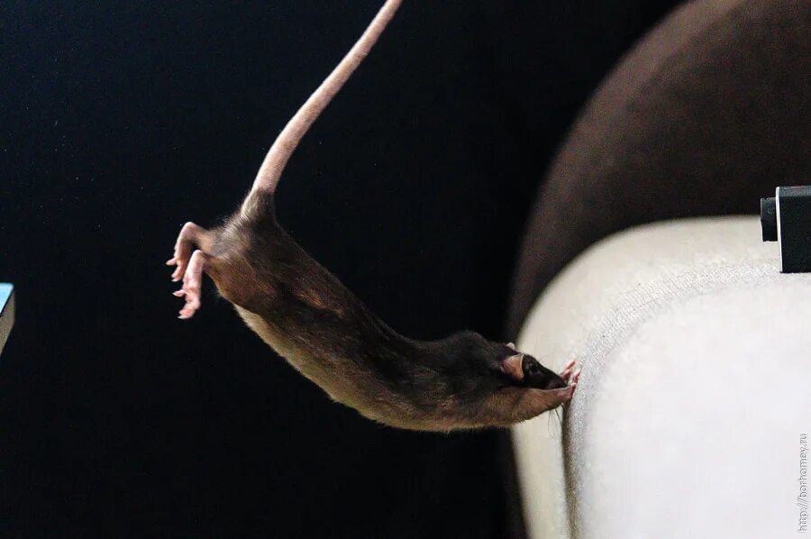 Крыса прыгает. Крысиные движения. Крыса вид сверху. Мышь в прыжке. Видео где бегает мышка