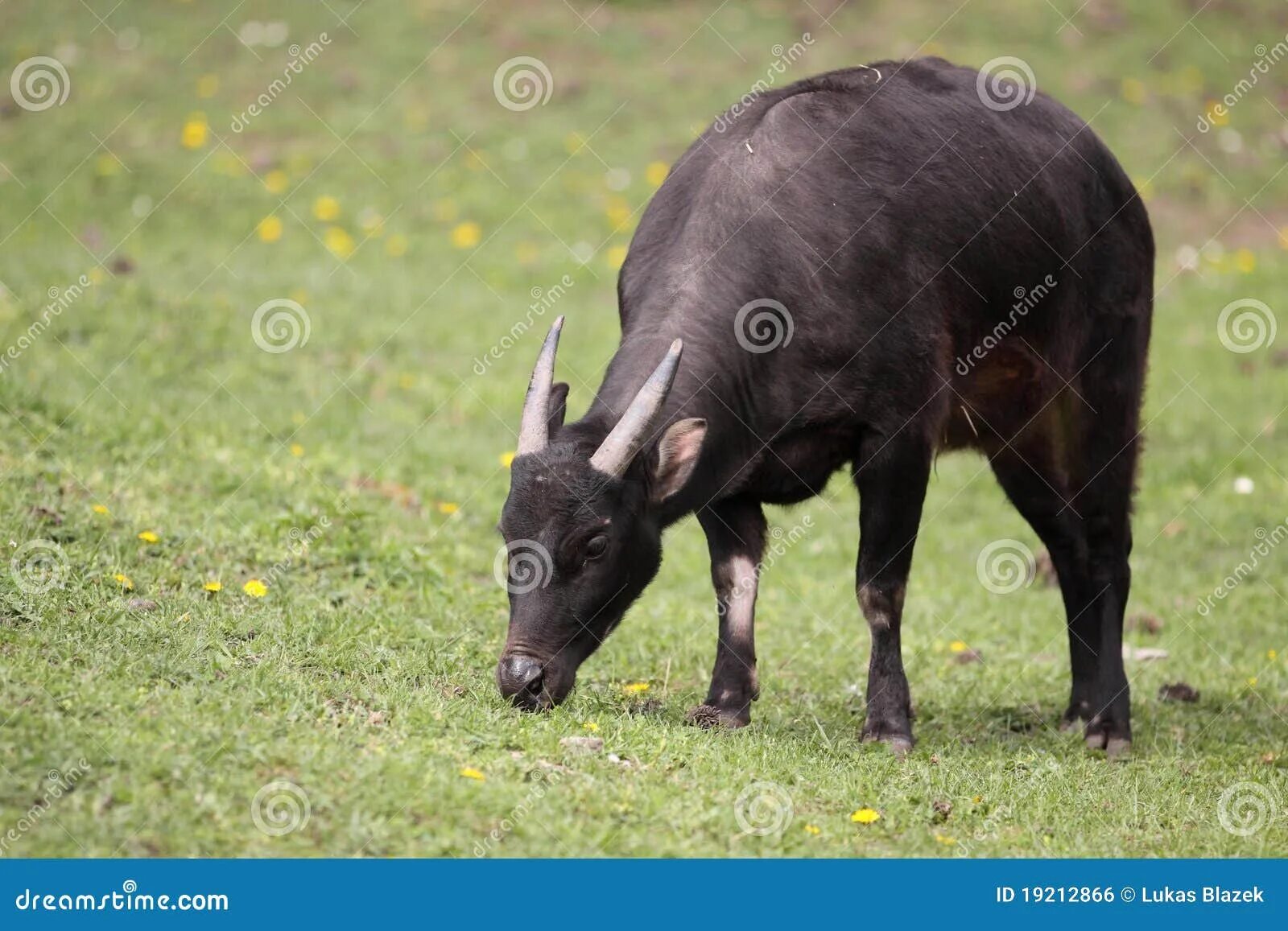 буйволы кении. кентус карликовый буйвол. карлик 4 букв. буйвол в африке. карлик 4 букв.