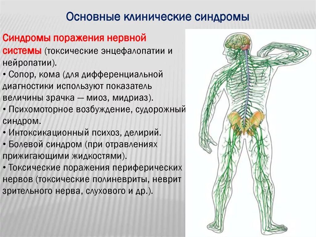 Синдромы поражения нервной системы. Синдромы поражения периферической нервной системы. Основные симптомы и синдромы при заболеваниях нервной системы. Основные синдромы при заболеваниях нервной системы. Типы поражения нервов