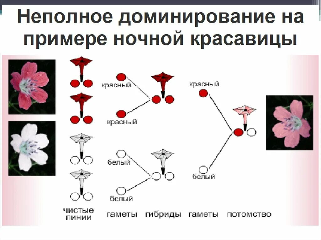 Неполное доминирование схема. Неполное доминирование примеры. Не полеое доминирование. Неполное доминирование признака.