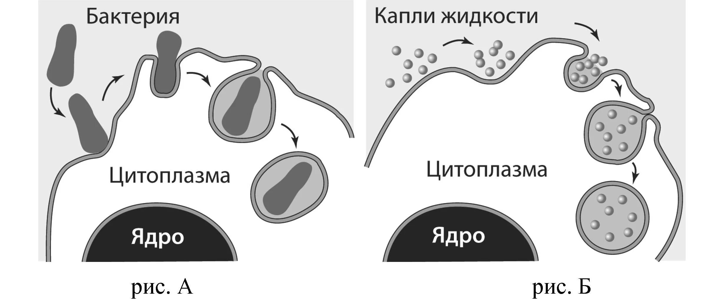 Фагоцитоз прокариот. Схема фагоцитоза и пиноцитоза. Рисунок фагоцитоза и пиноцитоза. Фагоцитоз и пиноцитоз схема. Процесс фагоцитоза и пиноцитоза.