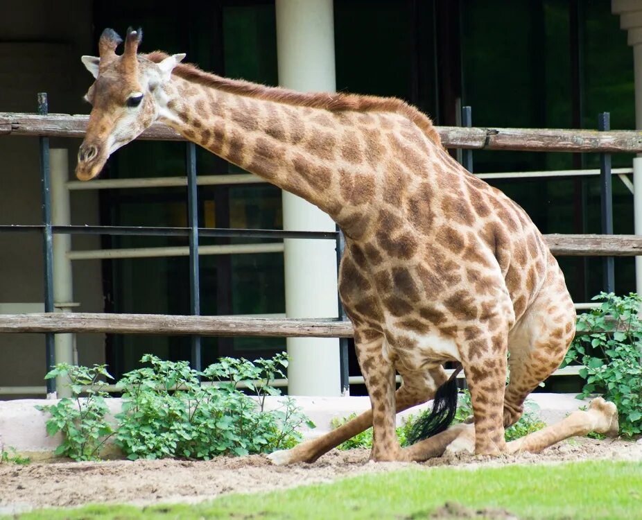 как называются животные в зоопарке