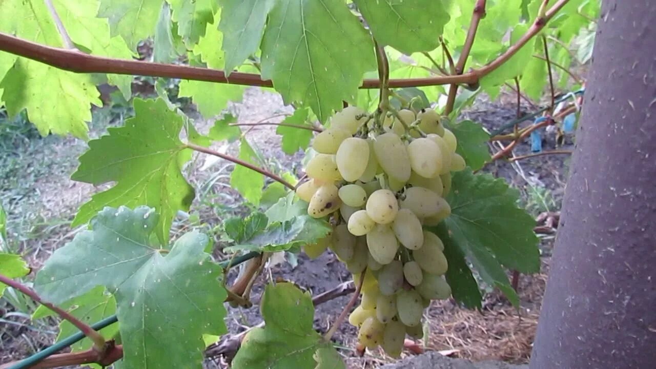 Виноград сорт минский. Виноград седой капелюшного. виноград седой. сорт винограда седой. виноград седой граф.