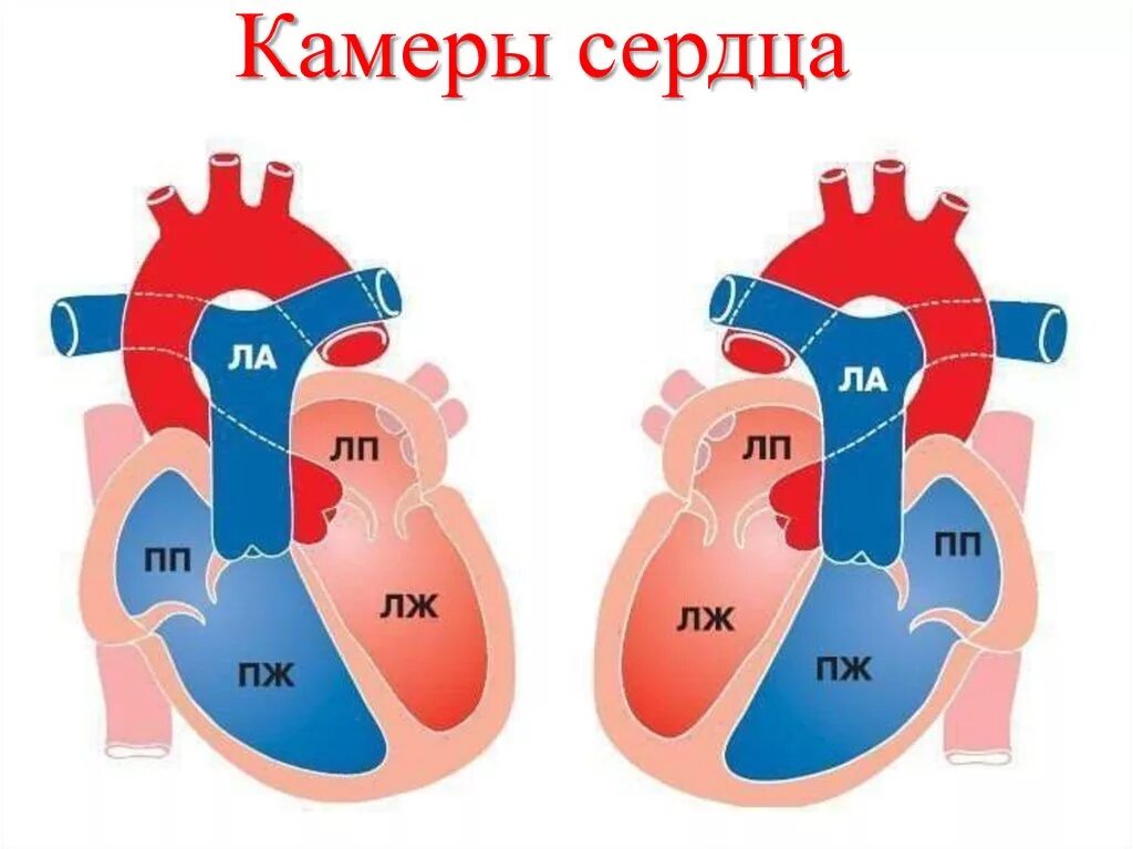 Камеры сердца. Камерное сердце. Камеры сердца человека. Строение камер сердца. Насколько сердце