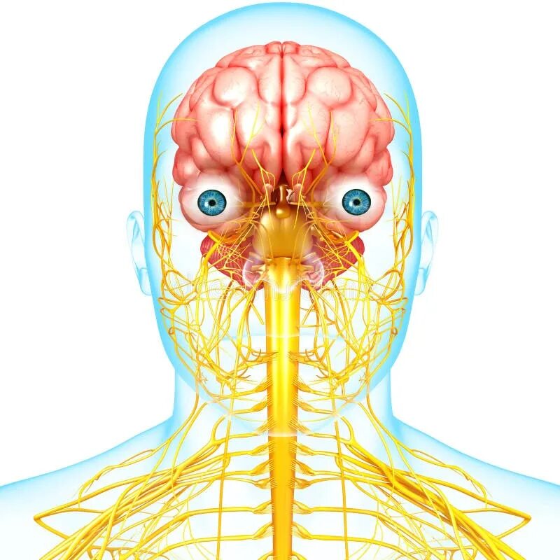 Мозг и нервная система. Нервная система человека анатомия. Мозг с глазами и нервной системой.