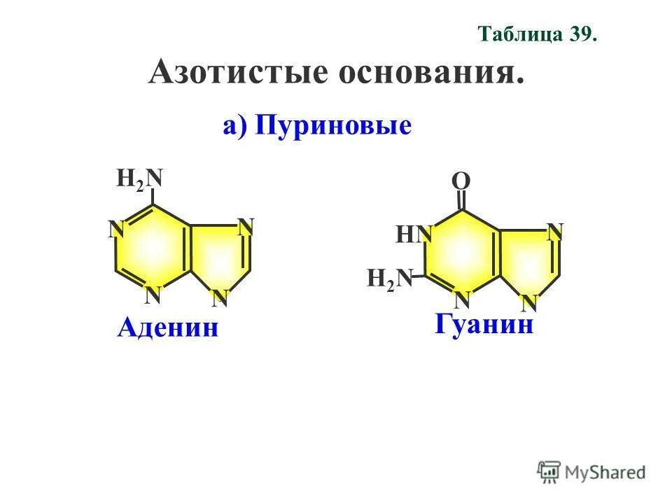 Азотистые основания нуклеиновых кислот