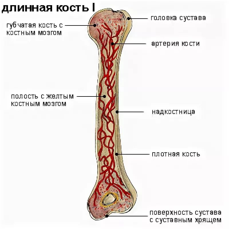 Удлиненная кость. Длинные кости. Длинная трубчатая кость на латинском. Самая длинная кость. Длинная кость латынь.