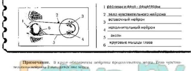 Рефлекс мигания. Непроизвольное мигание наружного угла глаза. Лабораторная работа изучение мигательного рефлекса 8 класс. Подписать части клетки 8 класс клетка ткани рефлекторная регуляция.