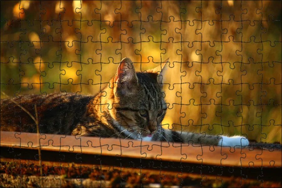 Осенний Кот. Photographer Eleonora Grigorjeva