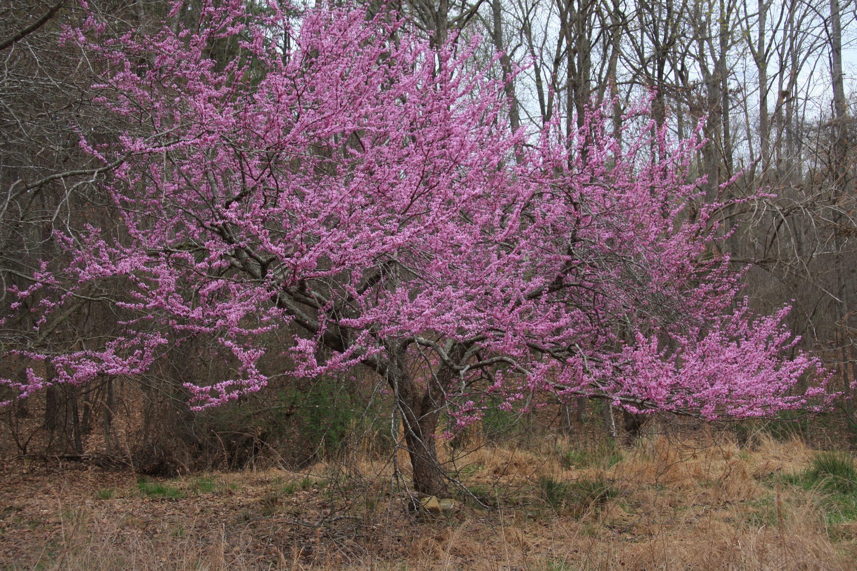 Церцис канадский. Церцис канадский Eastern Redbud. Церцис канадский багряник. Дерево Redbud Cercis. Церсис канадский