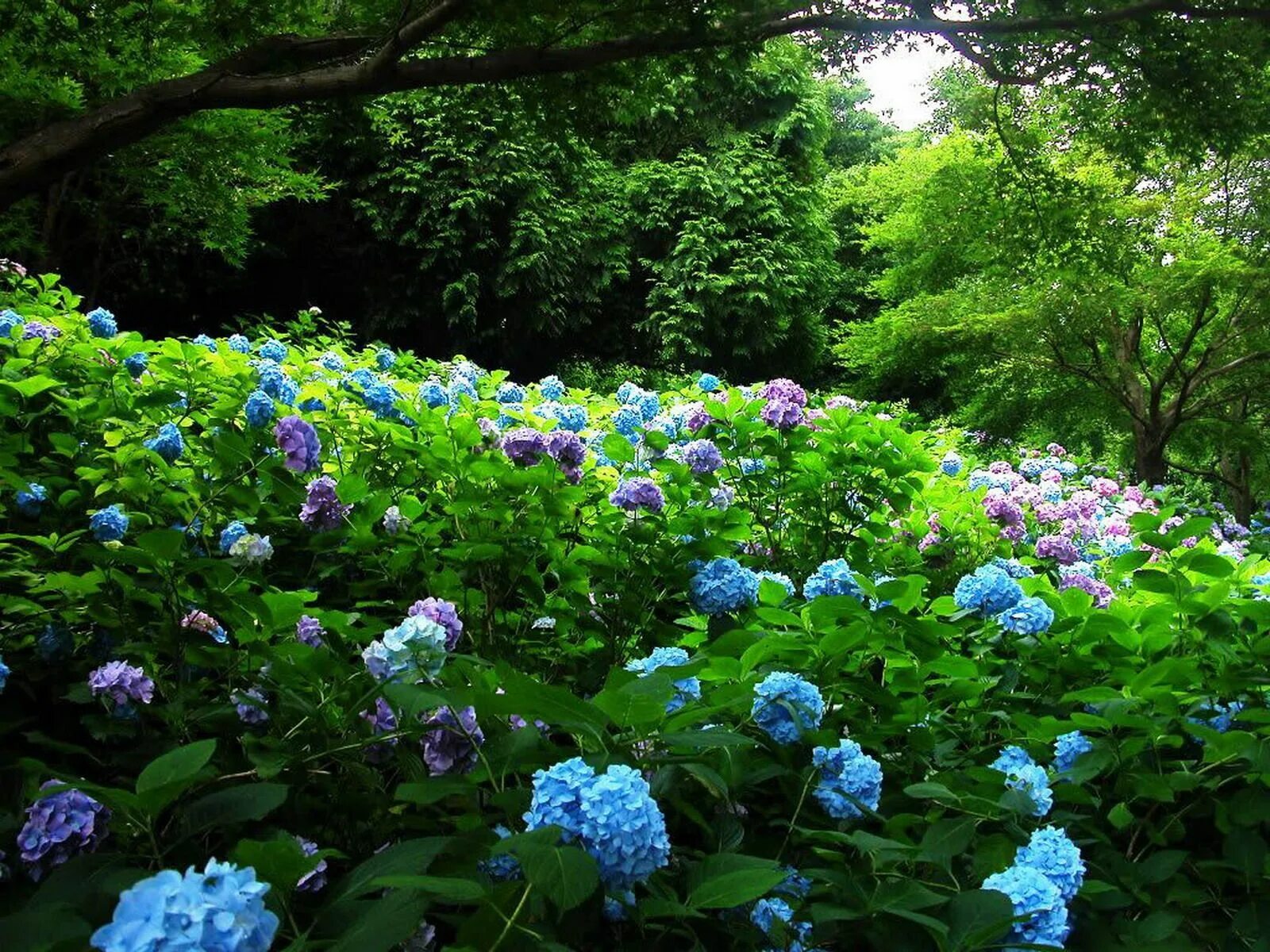 Голубой сад роз. Камелия цветок голубая. Камелия многолетняя синяя. Голубые садовые цветы.