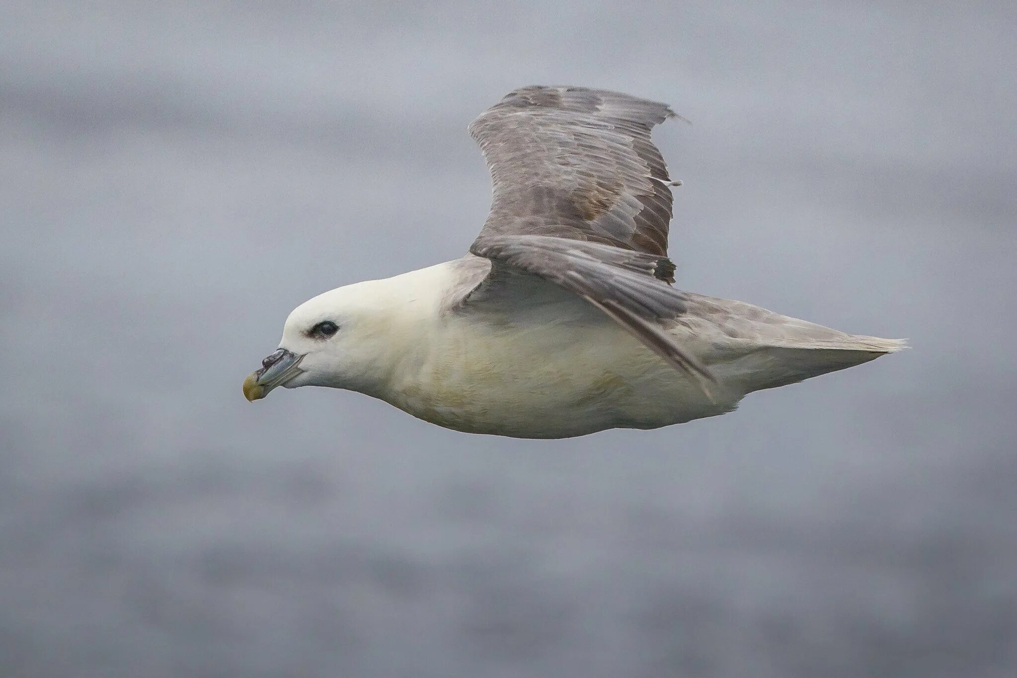 Птица глупыш. Глупыш Северный (Fulmarus glacialis). Буревестник глупыш. Чайка глупыш морская. Буревестник глупыш птица.