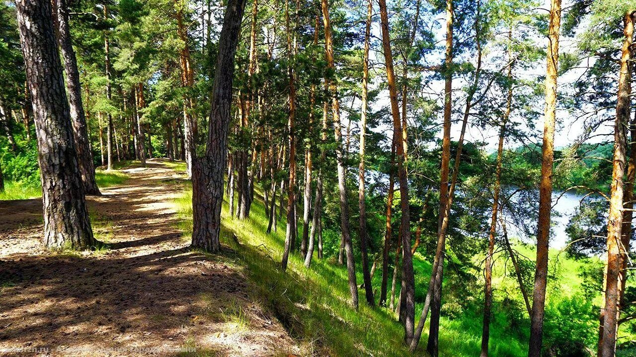 танцующий лес тырново рязанская область. карцевский лес рязань. лесное рязань. лесное рязань. лесное рязань.