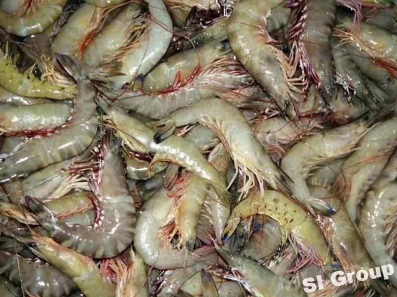 креветка пресноводная голубая (caridina sp. панцирная креветка. креветка лангустин свежая. Caridina cantonensis. креветка голубая жемчужина.