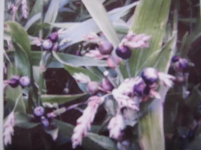 афонские четки слезки богородицы. бусенник иовлевы. слезы богородицы растение. слезы богородицы растение. четки "слёзки богородицы".