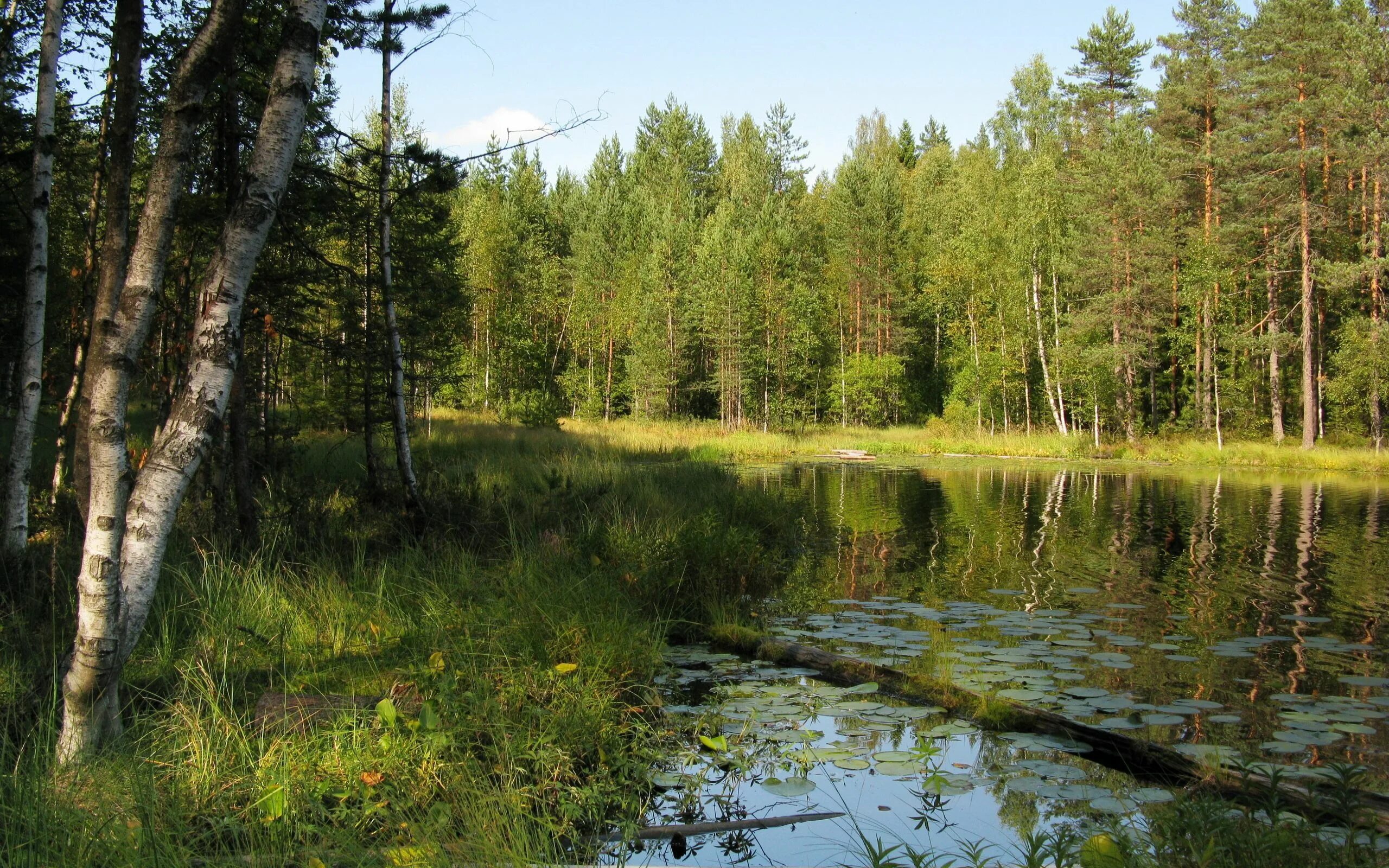 Природа плавней. Дарвинский заповедник Сосновый лес. Тайга Вологодской области. Бор Сосновый Лесное озеро. Природа лес река.